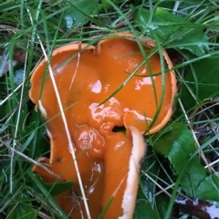 Aleuria sp. (An Orange peel fungus) at Boro, NSW - 29 Apr 2023 by mcleana