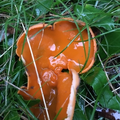 Aleuria sp. (genus) (An Orange peel fungus) at Boro, NSW - 29 Apr 2023 by mcleana