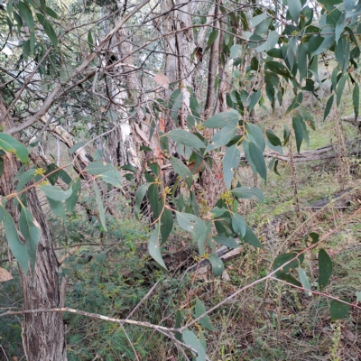 Eucalyptus dives (Broad-leaved Peppermint) at Fadden, ACT - 2 May 2023 by LPadg