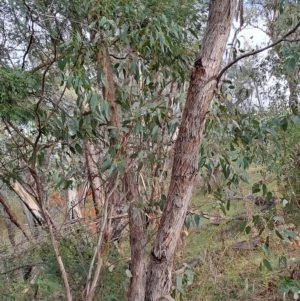 Eucalyptus dives at Fadden, ACT - 2 May 2023