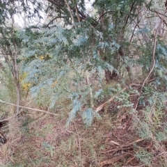 Acacia baileyana (Cootamundra Wattle, Golden Mimosa) at Wanniassa Hill - 1 May 2023 by LPadg