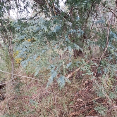 Acacia baileyana (Cootamundra Wattle, Golden Mimosa) at Wanniassa Hill - 1 May 2023 by LPadg