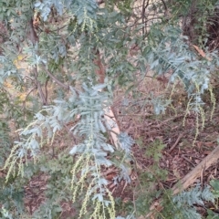 Acacia baileyana at Fadden, ACT - 2 May 2023