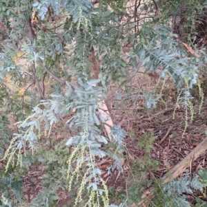 Acacia baileyana at Fadden, ACT - 2 May 2023 09:50 AM