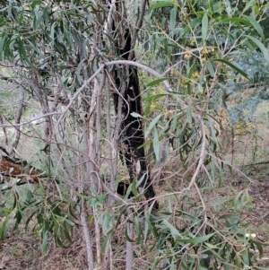 Acacia implexa at Fadden, ACT - 2 May 2023