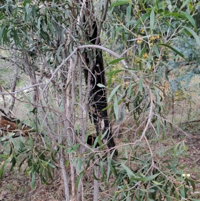 Acacia implexa (Hickory Wattle, Lightwood) at Fadden, ACT - 1 May 2023 by LPadg