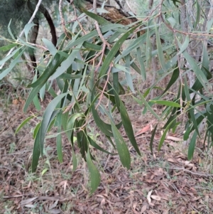 Acacia implexa at Fadden, ACT - 2 May 2023