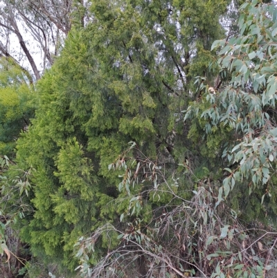 Exocarpos cupressiformis (Cherry Ballart) at Wanniassa Hill - 1 May 2023 by LPadg