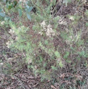 Cassinia quinquefaria at Fadden, ACT - 2 May 2023