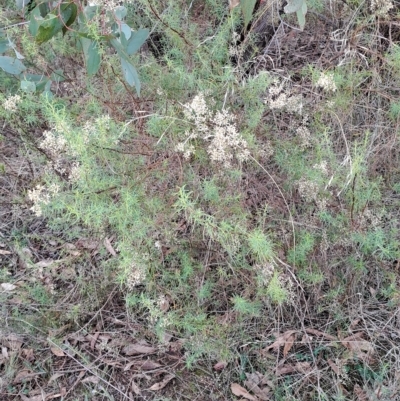 Cassinia quinquefaria (Rosemary Cassinia) at Fadden, ACT - 2 May 2023 by LPadg