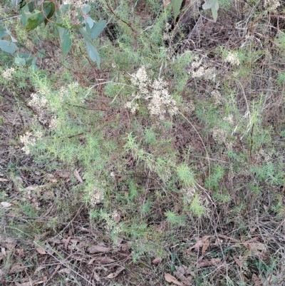 Cassinia quinquefaria (Rosemary Cassinia) at Wanniassa Hill - 2 May 2023 by LPadg