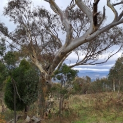 Eucalyptus rossii (Inland Scribbly Gum) at Fadden, ACT - 2 May 2023 by LPadg