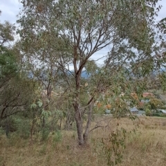 Eucalyptus dives (Broad-leaved Peppermint) at Wanniassa Hill - 2 May 2023 by LPadg