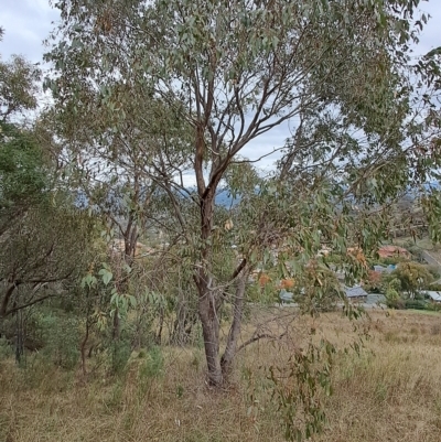 Eucalyptus dives (Broad-leaved Peppermint) at Fadden, ACT - 2 May 2023 by LPadg