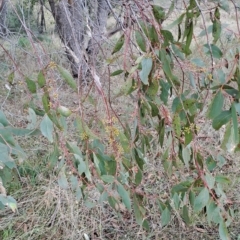 Eucalyptus dives at Wanniassa Hill - 2 May 2023