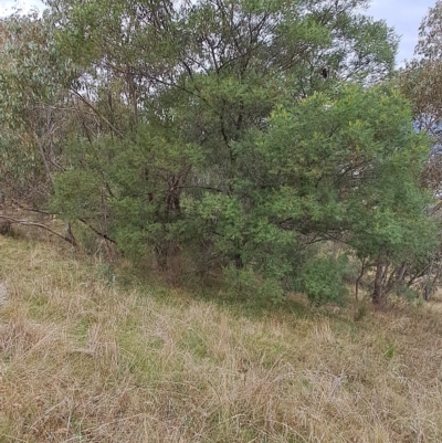 Acacia mearnsii (Black Wattle) at Fadden, ACT - 2 May 2023 by LPadg
