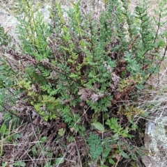 Cheilanthes sieberi (Rock Fern) at Fadden, ACT - 2 May 2023 by LPadg