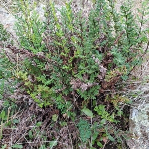 Cheilanthes sieberi at Fadden, ACT - 2 May 2023 10:19 AM