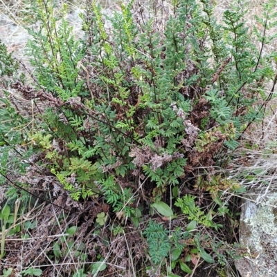 Cheilanthes sieberi (Rock Fern) at Wanniassa Hill - 2 May 2023 by LPadg