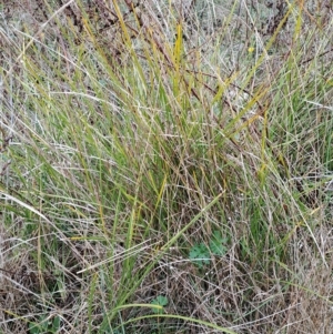 Lomandra sp. at Fadden, ACT - 2 May 2023 10:22 AM