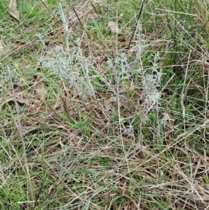 Vittadinia gracilis at Fadden, ACT - 2 May 2023