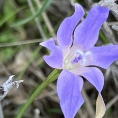 Wahlenbergia luteola (Yellowish Bluebell) at Suttons Dam - 27 Apr 2023 by KL