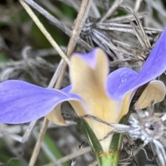 Wahlenbergia luteola at Fentons Creek, VIC - 27 Apr 2023 02:41 PM