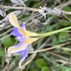 Wahlenbergia luteola at Fentons Creek, VIC - 27 Apr 2023