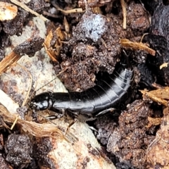 Anisolabididae (family) (Unidentified wingless earwig) at O'Connor, ACT - 1 May 2023 by trevorpreston