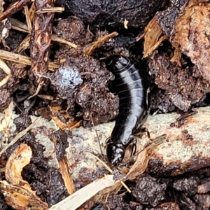 Anisolabididae (family) at O'Connor, ACT - 2 May 2023