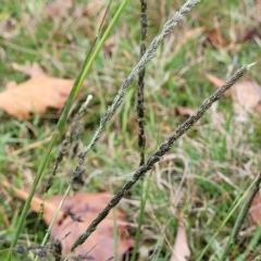 Sporobolus africanus (Parramatta Grass, Rat's Tail Grass) at O'Connor, ACT - 2 May 2023 by trevorpreston
