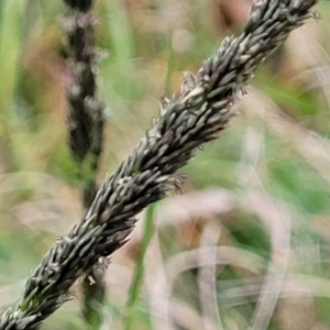 Sporobolus africanus at O'Connor, ACT - 2 May 2023