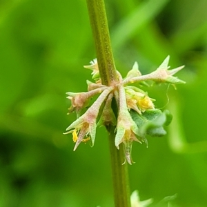 Rumex brownii at O'Connor, ACT - 2 May 2023