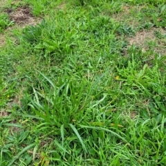 Rumex brownii at O'Connor, ACT - 2 May 2023