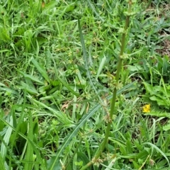 Rumex brownii at O'Connor, ACT - 2 May 2023