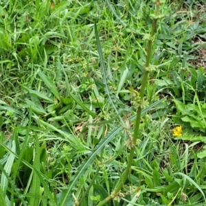 Rumex brownii at O'Connor, ACT - 2 May 2023