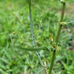 Rumex brownii at O'Connor, ACT - 2 May 2023
