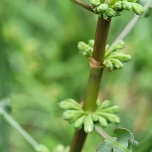 Rumex brownii at O'Connor, ACT - 2 May 2023
