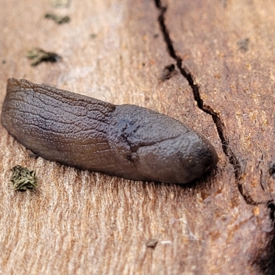 Milax gagates (Black-keeled Slug) at Banksia Street Wetland Corridor - 2 May 2023 by trevorpreston