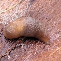 Deroceras laeve (Marsh Slug) at Banksia Street Wetland Corridor - 2 May 2023 by trevorpreston