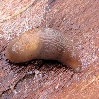 Deroceras laeve (Marsh Slug) at Banksia Street Wetland Corridor - 1 May 2023 by trevorpreston