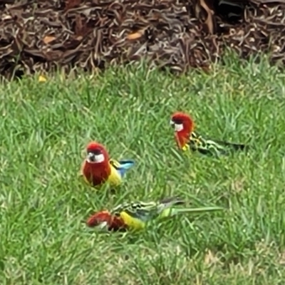 Platycercus eximius (Eastern Rosella) at Banksia Street Wetland Corridor - 1 May 2023 by trevorpreston