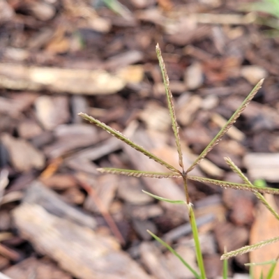 Cynodon dactylon (Couch Grass) at Banksia Street Wetland Corridor - 1 May 2023 by trevorpreston