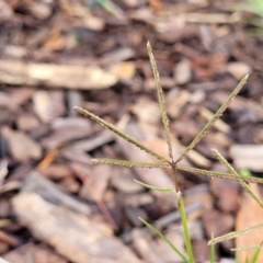 Cynodon dactylon (Couch Grass) at O'Connor, ACT - 1 May 2023 by trevorpreston