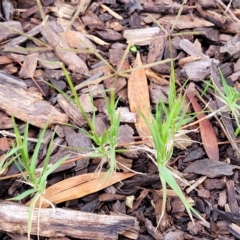 Cynodon dactylon at O'Connor, ACT - 2 May 2023