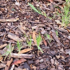 Cynodon dactylon at O'Connor, ACT - 2 May 2023