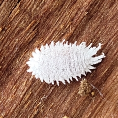 Pseudococcidae sp. (family) (A mealybug) at O'Connor, ACT - 1 May 2023 by trevorpreston