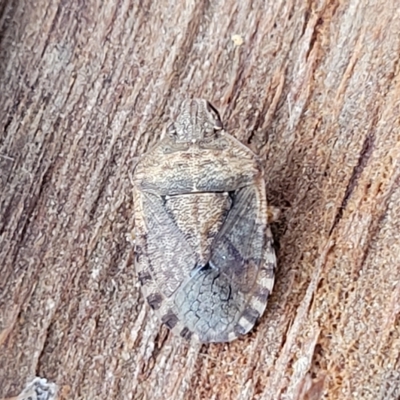 Dictyotus sp. (genus) (A brown shield bug) at O'Connor, ACT - 1 May 2023 by trevorpreston