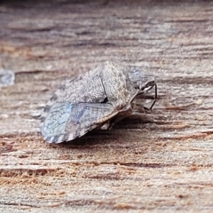 Dictyotus sp. (genus) at O'Connor, ACT - 2 May 2023