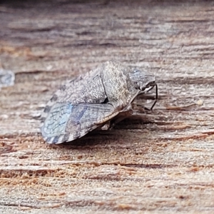 Dictyotus sp. (genus) at O'Connor, ACT - 2 May 2023